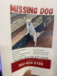 Lost Female Dog last seen Cherry, Signal Hill, CA 90755