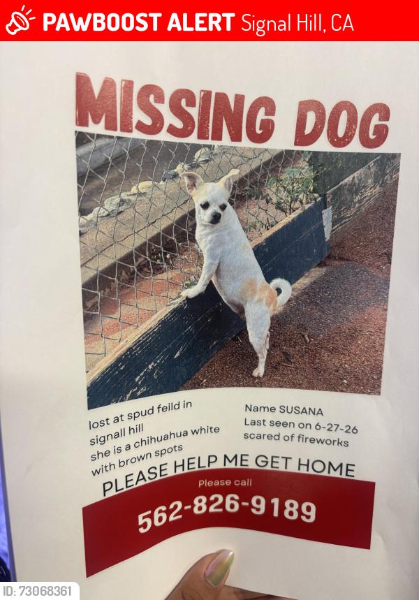Lost Female Dog last seen Cherry, Signal Hill, CA 90755