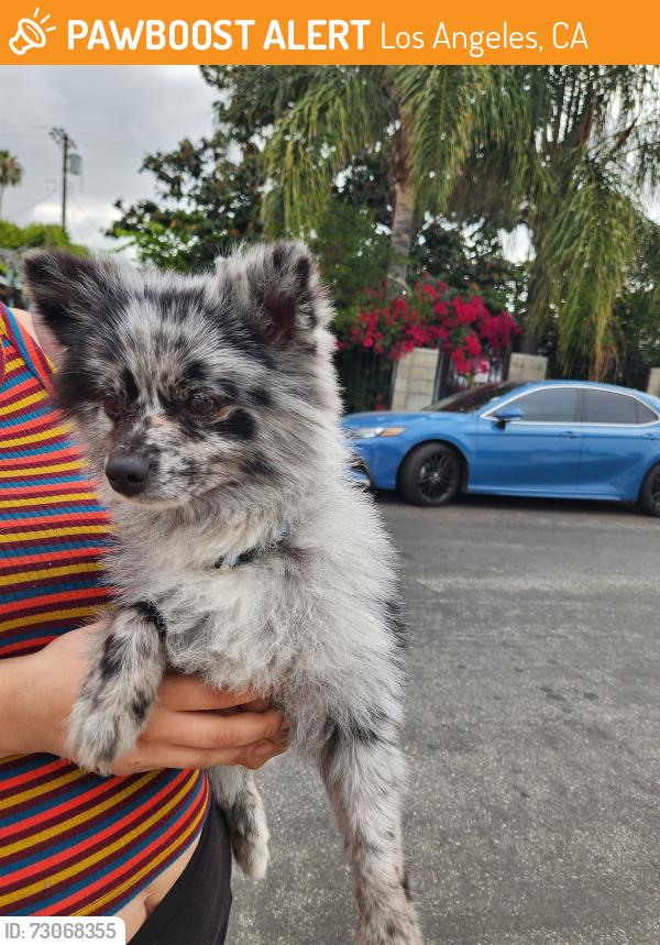 Found/Stray Unknown Dog last seen Mammoth Ave & Bradford St, Los Angeles, CA 91402