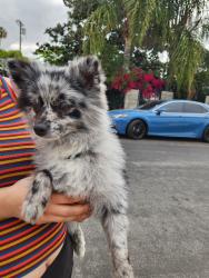 Found/Stray Unknown Dog last seen Mammoth Ave & Bradford St, Los Angeles, CA 91402