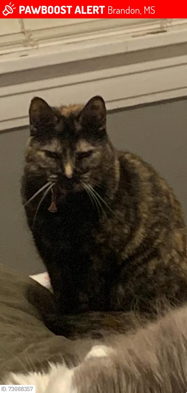 Lost Female Cat last seen Lakeland DR (highway 25) and spillway RD, near a Walmart Supercenter, Brandon, MS 39047