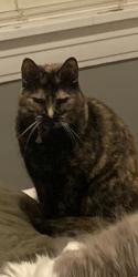 Lost Female Cat last seen Lakeland DR (highway 25) and spillway RD, near a Walmart Supercenter, Brandon, MS 39047
