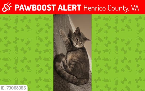 Lost Female Cat last seen Battery Gregg Ct, Henrico County, VA 23231