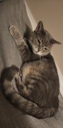 Lost Female Cat last seen Battery Gregg Ct, Henrico County, VA 23231