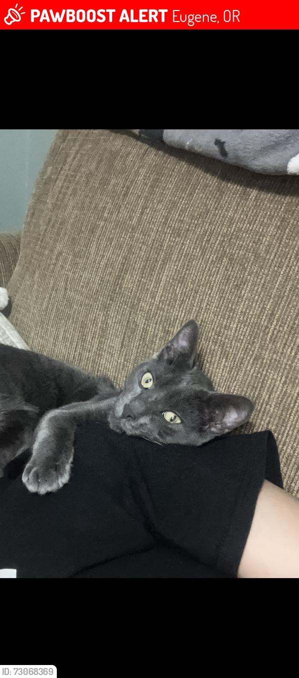 Lost Male Cat last seen 10th and Washington, Eugene, OR 97401