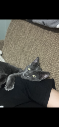 Lost Male Cat last seen 10th and Washington, Eugene, OR 97401
