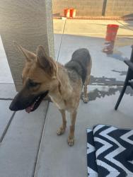 Found/Stray Female Dog last seen Near N Trekell Rd Casa Grande, AZ 85122 United States, Casa Grande, AZ 85122