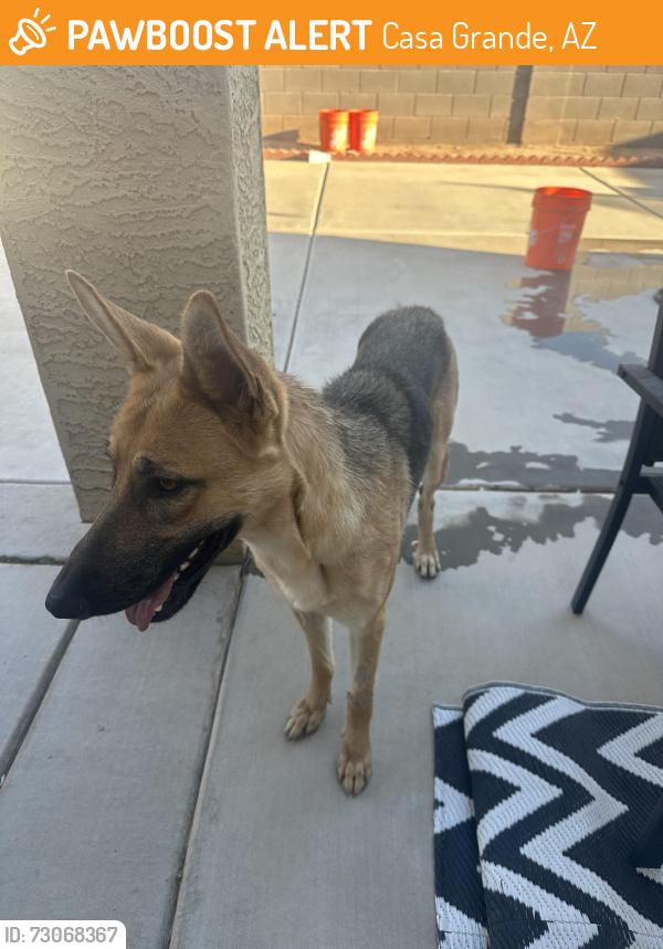 Found/Stray Female Dog last seen Near N Trekell Rd Casa Grande, AZ 85122 United States, Casa Grande, AZ 85122