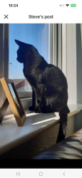 Reunited Male Cat last seen Goldthorpe, Goldthorpe, England S63
