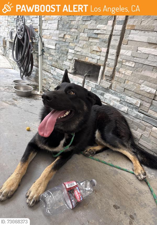 Found/Stray Female Dog last seen Senator and 254th, Los Angeles, CA 90710