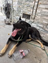 Found/Stray Female Dog last seen Senator and 254th, Los Angeles, CA 90710