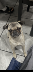 Lost Female Dog last seen Near elm st, San Bernardino, CA 92410