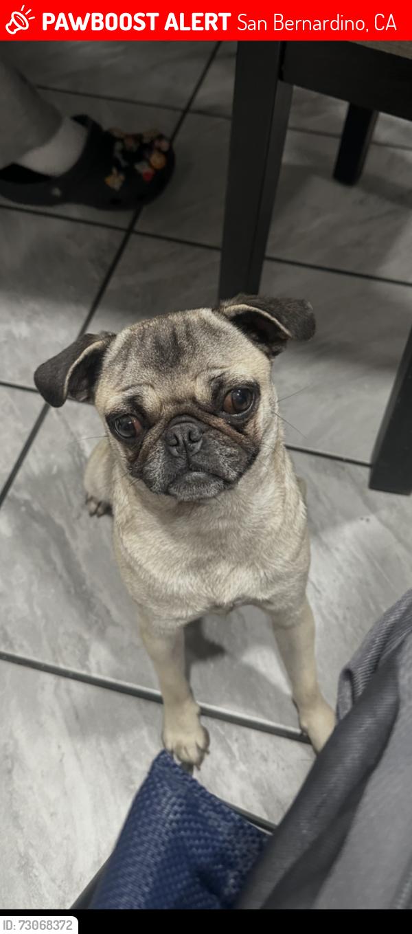 Lost Female Dog last seen Near elm st, San Bernardino, CA 92410