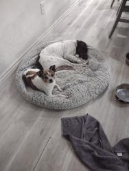 Lost Male Dog last seen Wilson, Banning, CA 92220