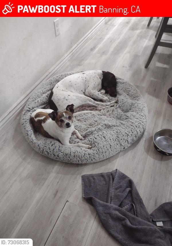 Lost Male Dog last seen Wilson, Banning, CA 92220