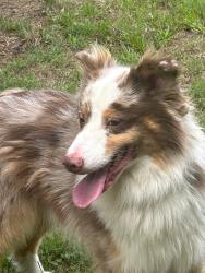 Found/Stray Male Dog last seen Harvey Rd and Hethwood Dr, Jamestown, NC 27282