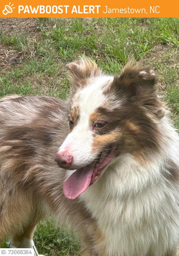 Found/Stray Male Dog last seen Harvey Rd and Hethwood Dr, Jamestown, NC 27282
