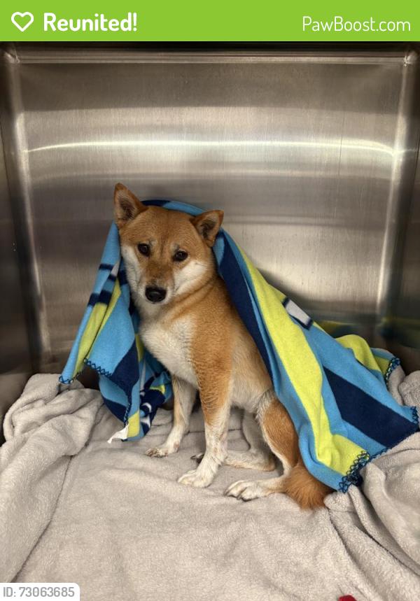 Reunited Female Dog last seen 84th St NE, Marysville, WA, USA, Marysville, WA 98270