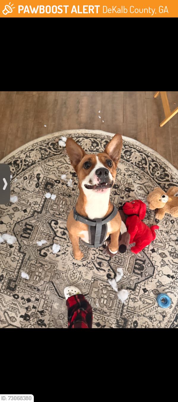 Found/Stray Female Dog last seen Snapfinger wood park,i20, DeKalb County, GA 30034