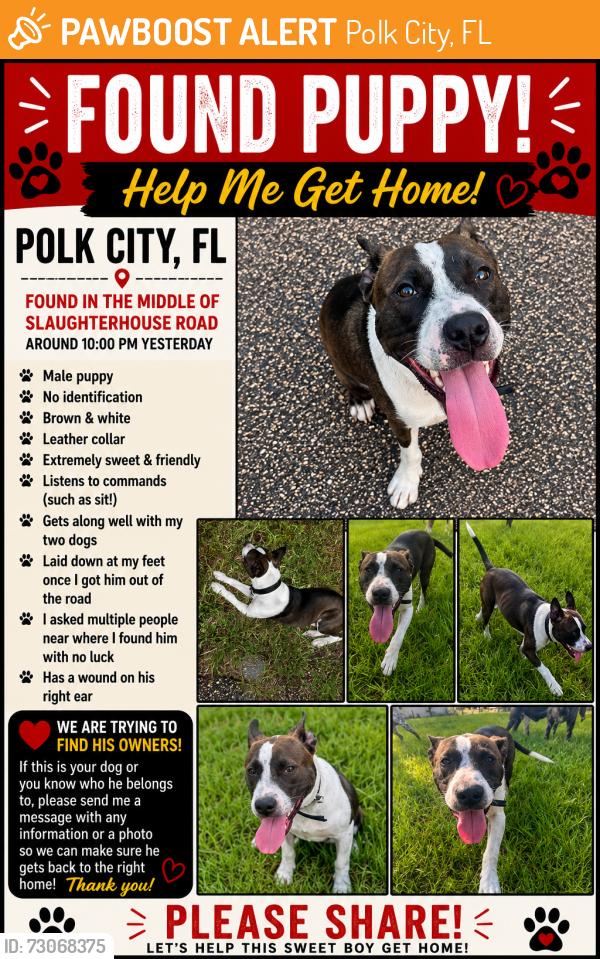 Found/Stray Male Dog last seen Foxtown north Polk city, Polk City, FL 33868