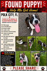 Found/Stray Male Dog last seen Foxtown north Polk city, Polk City, FL 33868