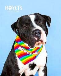 Shelter Stray Male Dog last seen Near BLOCK S REDWOOD RD, WEST VALLEY CITY UT 84123, 4522 W 3500 S, West Valley City, UT 84120, USA