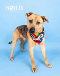 Shelter Stray Male Dog last seen Near BLOCK S REDWOOD RD, WEST VALLEY CITY UT 84123, 4522 W 3500 S, West Valley City, UT 84120, USA