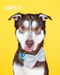 Shelter Stray Male Dog last seen Near BLOCK S DUNSMOORE WAY, WEST VALLEY CITY UT 84120, 4522 W 3500 S, West Valley City, UT 84120, USA