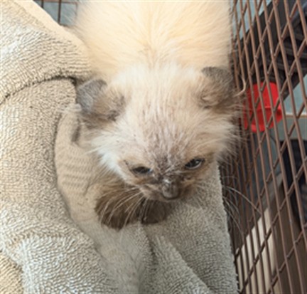 Shelter Stray Male Cat last seen , West Valley Animal Shelter, 20655 Plummer St, Chatsworth, CA 91311, USA