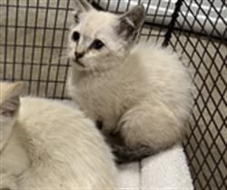 Shelter Stray Female Cat last seen , West Valley Animal Shelter, 20655 Plummer St, Chatsworth, CA 91311, USA
