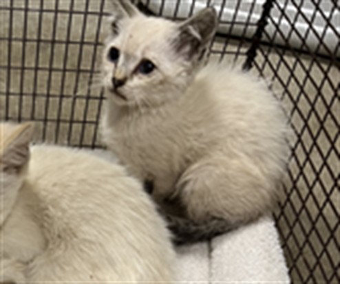 Shelter Stray Female Cat last seen , West Valley Animal Shelter, 20655 Plummer St, Chatsworth, CA 91311, USA