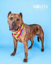 Shelter Stray Male Dog last seen Near BLOCK W 3500 S, WEST VALLEY CITY UT 84120, 4522 W 3500 S, West Valley City, UT 84120, USA