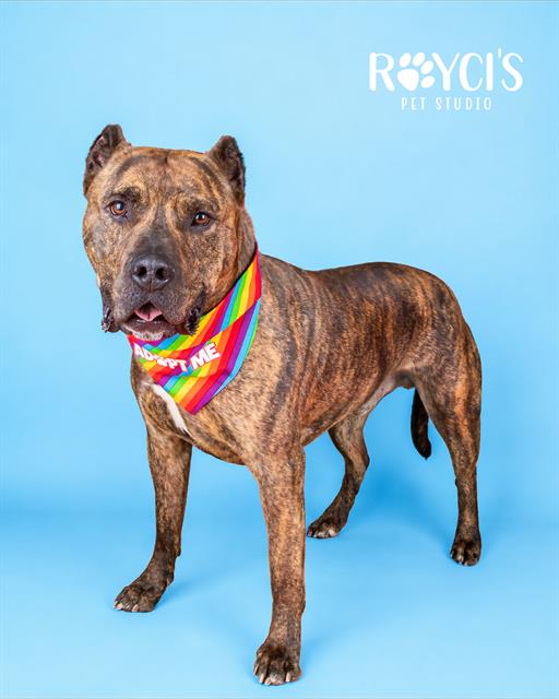 Shelter Stray Male Dog last seen Near BLOCK W 3500 S, WEST VALLEY CITY UT 84120, 4522 W 3500 S, West Valley City, UT 84120, USA