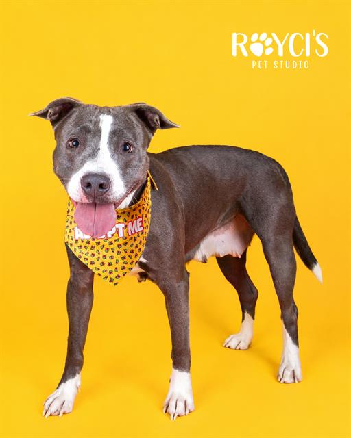 Shelter Stray Female Dog last seen Near BLOCK W 3100 S, WEST VALLEY CITY UT 84119, 4522 W 3500 S, West Valley City, UT 84120, USA