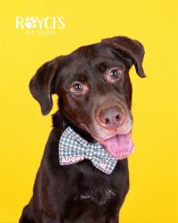 Shelter Stray Male Dog last seen Near BLOCK S 6000, 4522 W 3500 S, West Valley City, UT 84120, USA