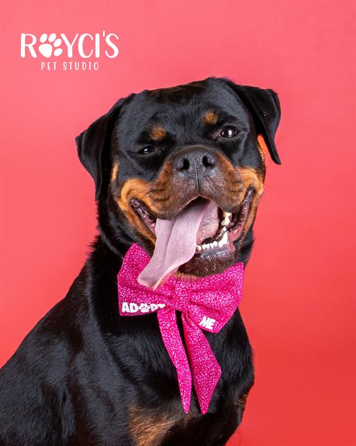 Shelter Stray Female Dog last seen Near BLOCK S 4800 W, WEST VALLEY CITY UT 84120, 4522 W 3500 S, West Valley City, UT 84120, USA