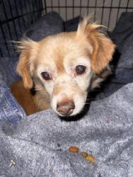 Found/Stray Female Dog last seen Skelton, Sacramento, CA 95822