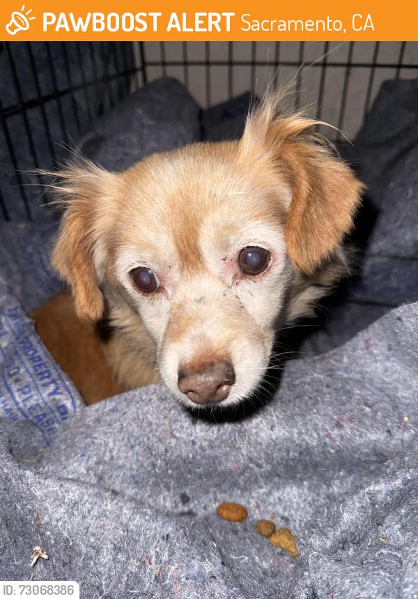 Found/Stray Female Dog last seen Skelton, Sacramento, CA 95822
