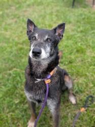 Shelter Stray Male Dog last seen Near BLOCK HALE AVE, 3528 Newburg Rd, Louisville, KY 40218, USA