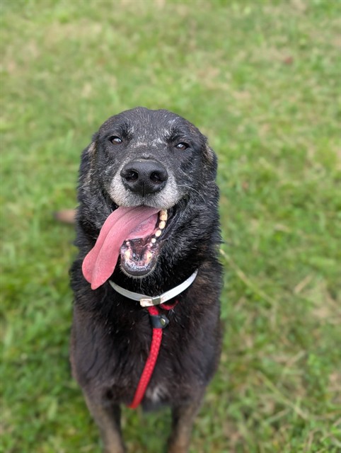 Shelter Stray Male Dog last seen Near BLOCK HALE AVE, 3528 Newburg Rd, Louisville, KY 40218, USA