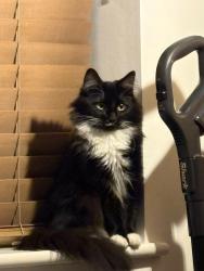 Reunited Female Cat last seen Harpton Parade/Harpton Close, Yateley, Hampshire , Hampshire, England GU46