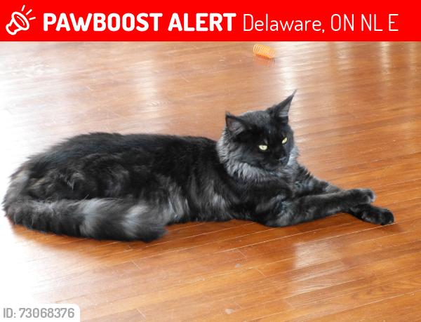 Lost Male Cat last seen Longwoods Rd & Carriage Rd, Delaware, ON N0L 1E0