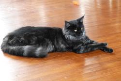 Lost Male Cat last seen Longwoods Rd & Carriage Rd, Delaware, ON N0L 1E0