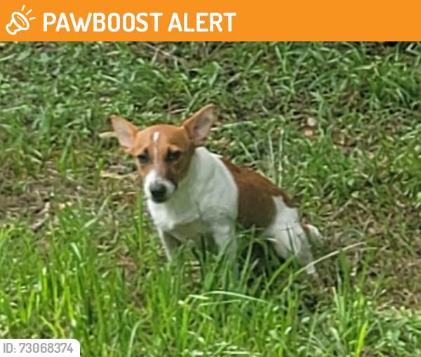 Found/Stray Male Dog last seen Heritage Ranch RD - 2.5 miles into the neighborhood, Montgomery County, TX 77303