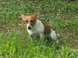 Found/Stray Male Dog last seen Heritage Ranch RD - 2.5 miles into the neighborhood, Montgomery County, TX 77303