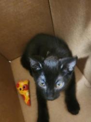 Shelter Stray Male Cat last seen Near BLOCK MARSHA ST, BAKERSFIELD CA 93309, 3951 Fruitvale Ave, Bakersfield, CA 93308, USA