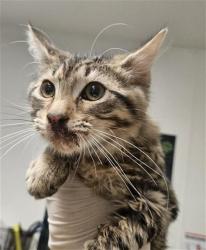 Shelter Stray Male Cat last seen CANAL/ALFRED HARREL HIGHWAY, BAKERSFEILD 93308, 3951 Fruitvale Ave, Bakersfield, CA 93308, USA