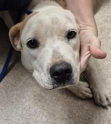Shelter Stray Female Dog last seen Near BLOCK WEEDPATCH HWY, BAKERSFIELD CA 93307, 3951 Fruitvale Ave, Bakersfield, CA 93308, USA