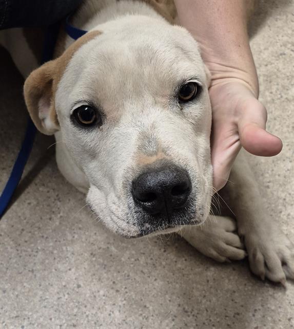 Shelter Stray Female Dog last seen Near BLOCK WEEDPATCH HWY, BAKERSFIELD CA 93307, 3951 Fruitvale Ave, Bakersfield, CA 93308, USA