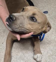 Shelter Stray Male Dog last seen Near BLOCK WEEDPATCH HWY, BAKERSFIELD CA 93307, 3951 Fruitvale Ave, Bakersfield, CA 93308, USA